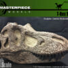 1/5th Scale T-Rex Skull Replica