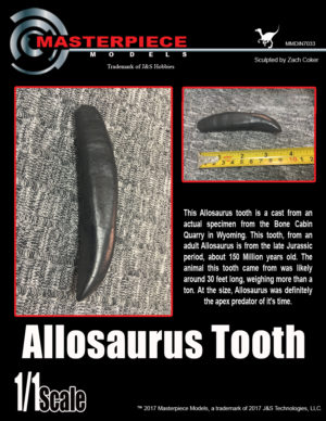 Allosaurus Tooth