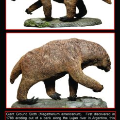 Giant Ground Sloth Megatherium Americanum
